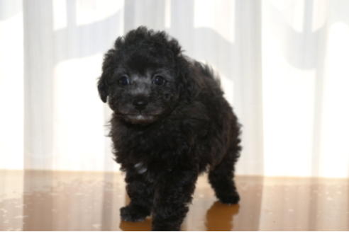 成約済の千葉県のトイプードル-48262の3枚目