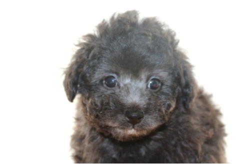 成約済の千葉県のトイプードル-48262の2枚目