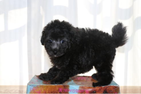 成約済の千葉県のトイプードル-48262の1枚目