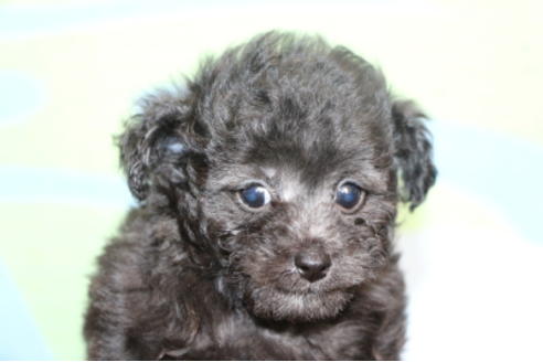 成約済の千葉県のトイプードル-48263の8枚目