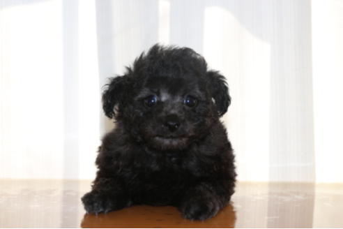 成約済の千葉県のトイプードル-48263の7枚目