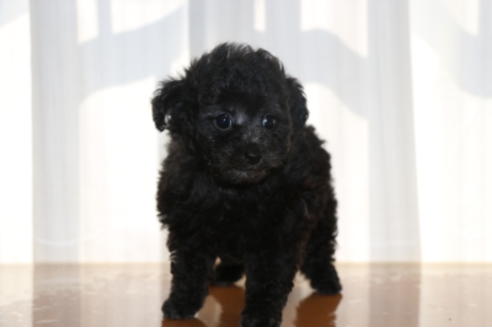 成約済の千葉県のトイプードル-48263の5枚目