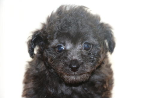 成約済の千葉県のトイプードル-48263の4枚目