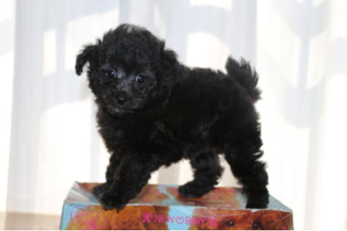 成約済の千葉県のトイプードル-48263の3枚目