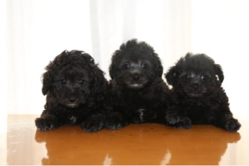 成約済の千葉県のトイプードル-48263の1枚目