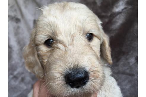 成約済の茨城県のミックス犬-50470の2枚目