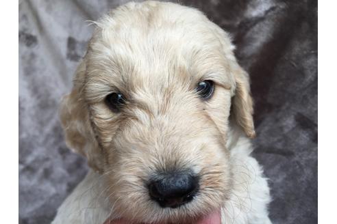 成約済の茨城県のミックス犬-50470の1枚目
