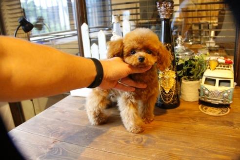 成約済の埼玉県のトイプードル-50472の5枚目