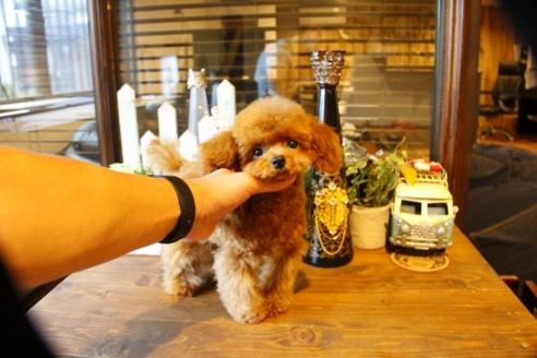 成約済の埼玉県のトイプードル-50472の3枚目