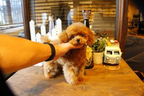 成約済の埼玉県のトイプードル-50472の4枚目