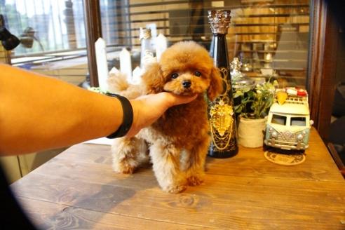 成約済の埼玉県のトイプードル-50472の1枚目