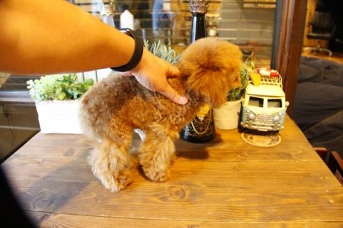 成約済の埼玉県のトイプードル-50472の2枚目