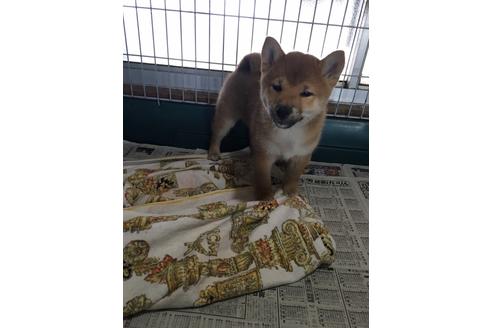成約済の愛知県の柴犬-47807の5枚目