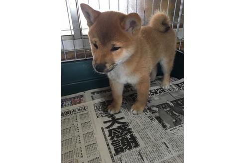 成約済の愛知県の柴犬-47807の3枚目