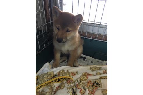 成約済の愛知県の柴犬-47807の4枚目