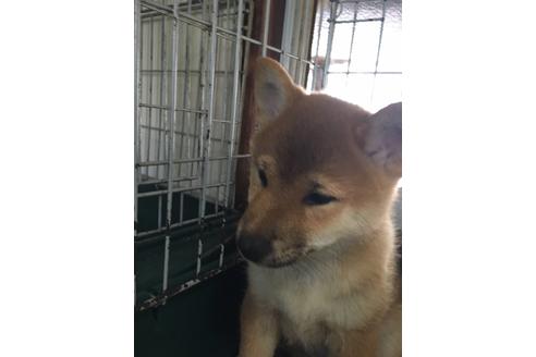 成約済の愛知県の柴犬-47807の2枚目