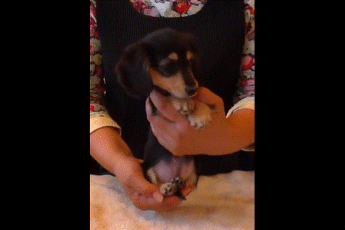 成約済の埼玉県のカニンヘンダックスフンド(ロングヘアード)-50241の3枚目