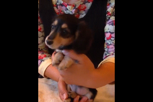 成約済の埼玉県のカニンヘンダックスフンド(ロングヘアード)-50241の2枚目