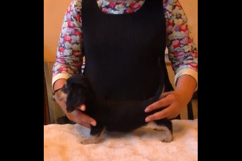 成約済の埼玉県のカニンヘンダックスフンド(ロングヘアード)-50241の1枚目