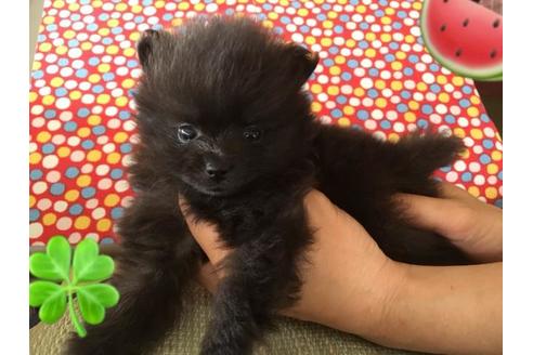 成約済の静岡県のポメラニアン-50523の1枚目