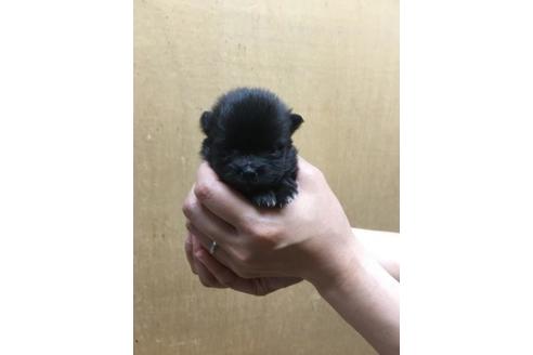 成約済の静岡県のポメラニアン-50524の1枚目