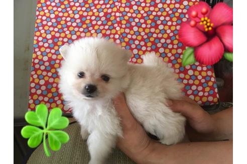 成約済の静岡県のポメラニアン-50525の1枚目