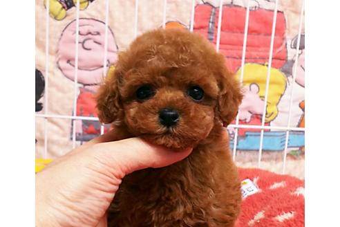 成約済の秋田県のトイプードル-50532の4枚目