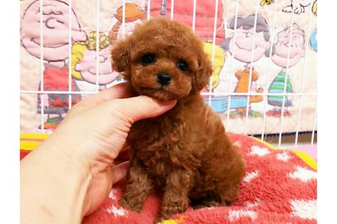 成約済の秋田県のトイプードル-50532の1枚目