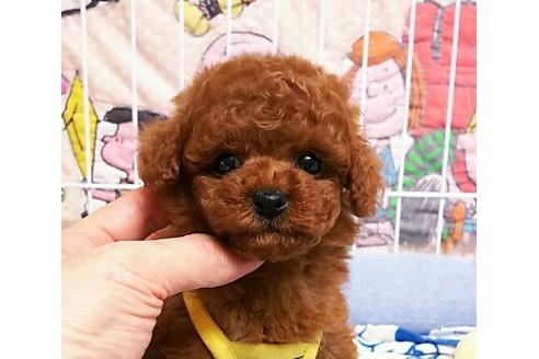 成約済の秋田県のトイプードル-50533の5枚目