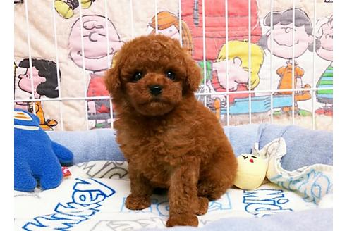 成約済の秋田県のトイプードル-50533の4枚目