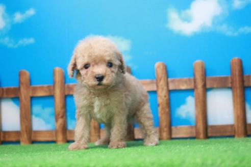 成約済の滋賀県のトイプードル-49919の3枚目