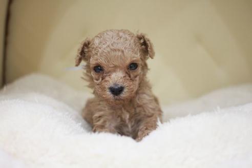 成約済の滋賀県のトイプードル-49919の2枚目