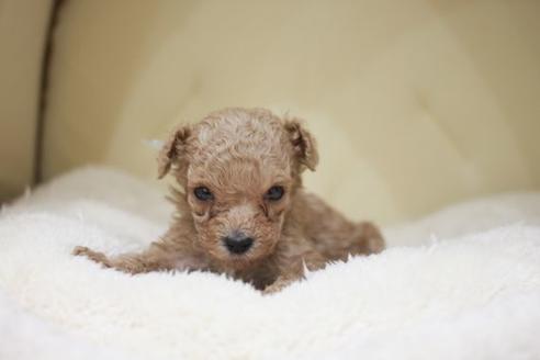 成約済の滋賀県のトイプードル-49919の1枚目