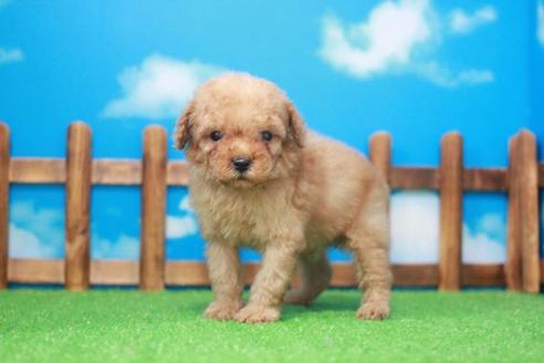 成約済の滋賀県のトイプードル-49917の4枚目