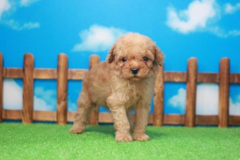 成約済の滋賀県のトイプードル-49917の3枚目