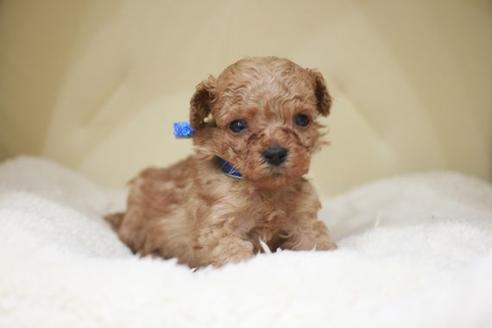 成約済の滋賀県のトイプードル-49917の2枚目