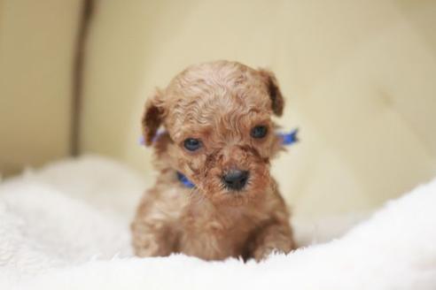 成約済の滋賀県のトイプードル-49917の1枚目