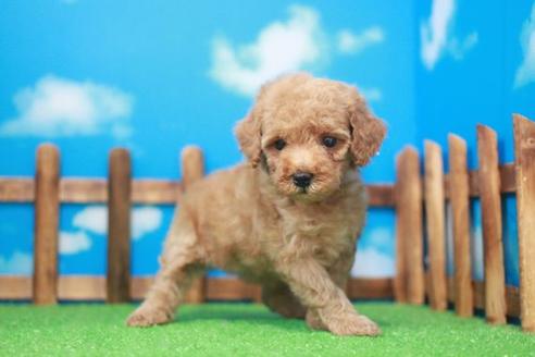 成約済の滋賀県のトイプードル-49913の4枚目