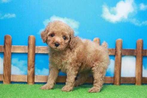 成約済の滋賀県のトイプードル-49913の3枚目