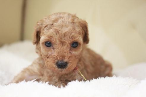 成約済の滋賀県のトイプードル-49913の2枚目