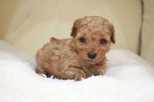 成約済の滋賀県のトイプードル-49913の1枚目