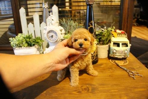 成約済の埼玉県のトイプードル-50645の4枚目