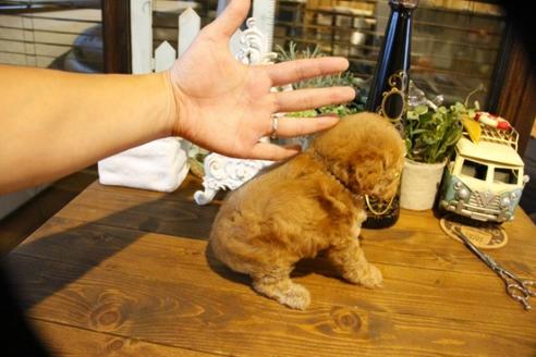 成約済の埼玉県のトイプードル-50645の5枚目