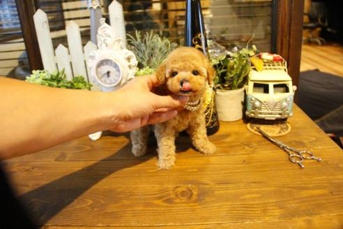 成約済の埼玉県のトイプードル-50645の1枚目