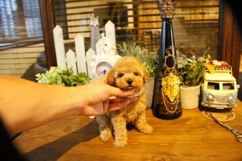 成約済の埼玉県のトイプードル-50645の2枚目