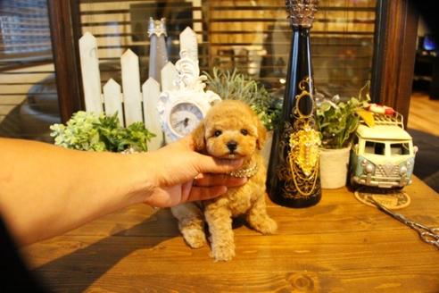 成約済の埼玉県のトイプードル-50645の3枚目