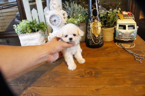 成約済の埼玉県のトイプードル-50646の5枚目