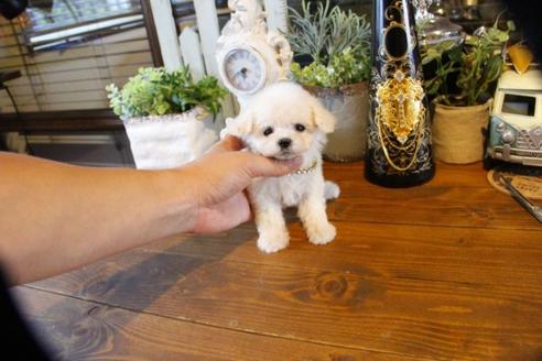 成約済の埼玉県のトイプードル-50646の4枚目