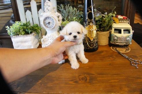 成約済の埼玉県のトイプードル-50646の1枚目