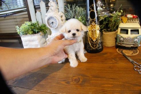 成約済の埼玉県のトイプードル-50646の2枚目